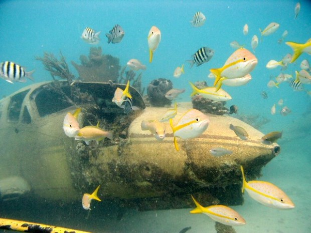 1557632_834607676554891_1181214764_n